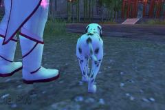 Cachorrinho-Malhado-WesleyHP-4